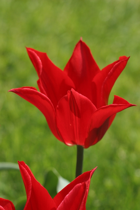 Tulipes a Morges 2006 - 015